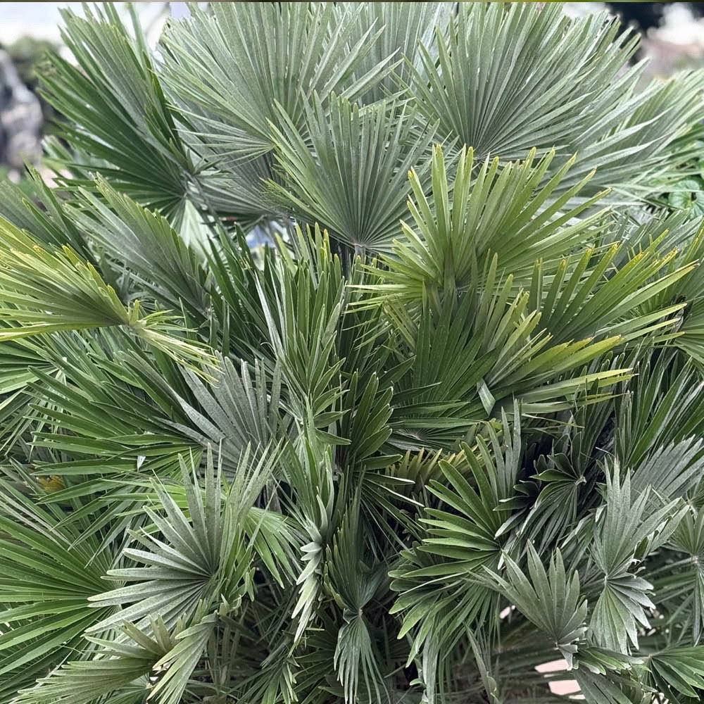 YouGarden Chamaerops Compacta Volcano Palm Plant Image 2