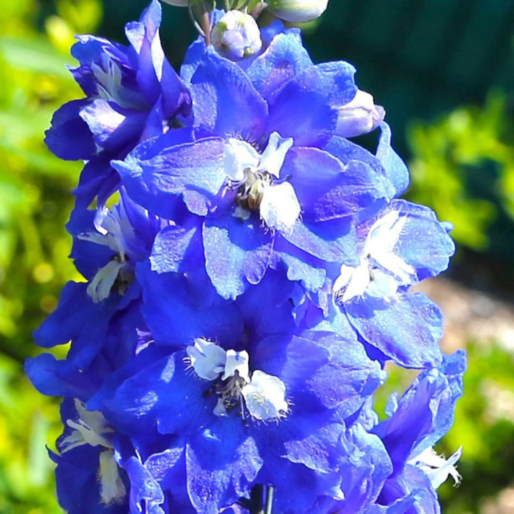 Thompson and Morgan Delphinium Pacific Giants King Arthur Potted Plant 1L Image 3