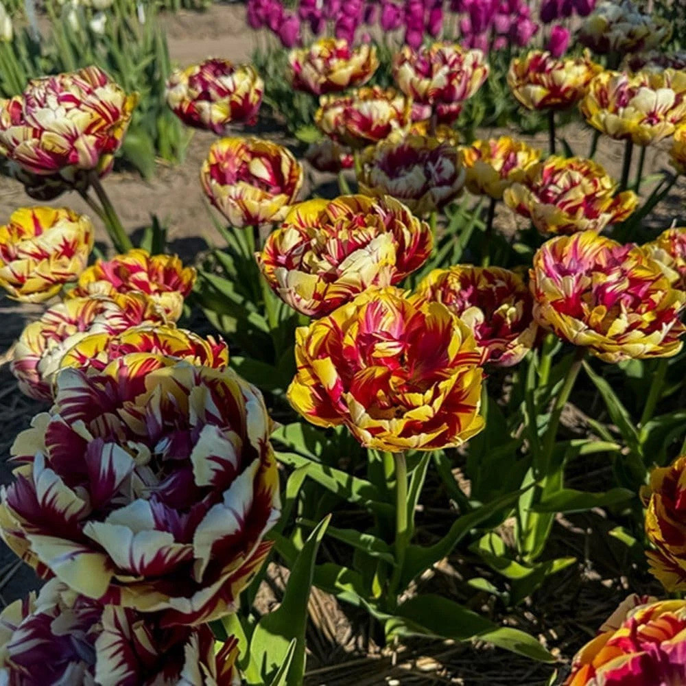 Thompson and Morgan Tulip El Cid Dubbel Red and Golden Yellow Planting Bulb 16 Pack Image 4