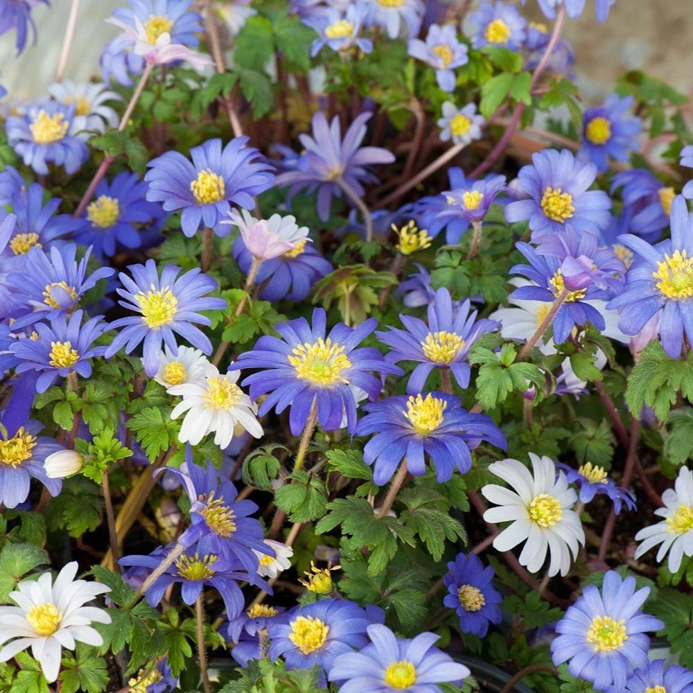 Thompson and Morgan Mixed Spring Planting Bulb 300 Pack Image 9