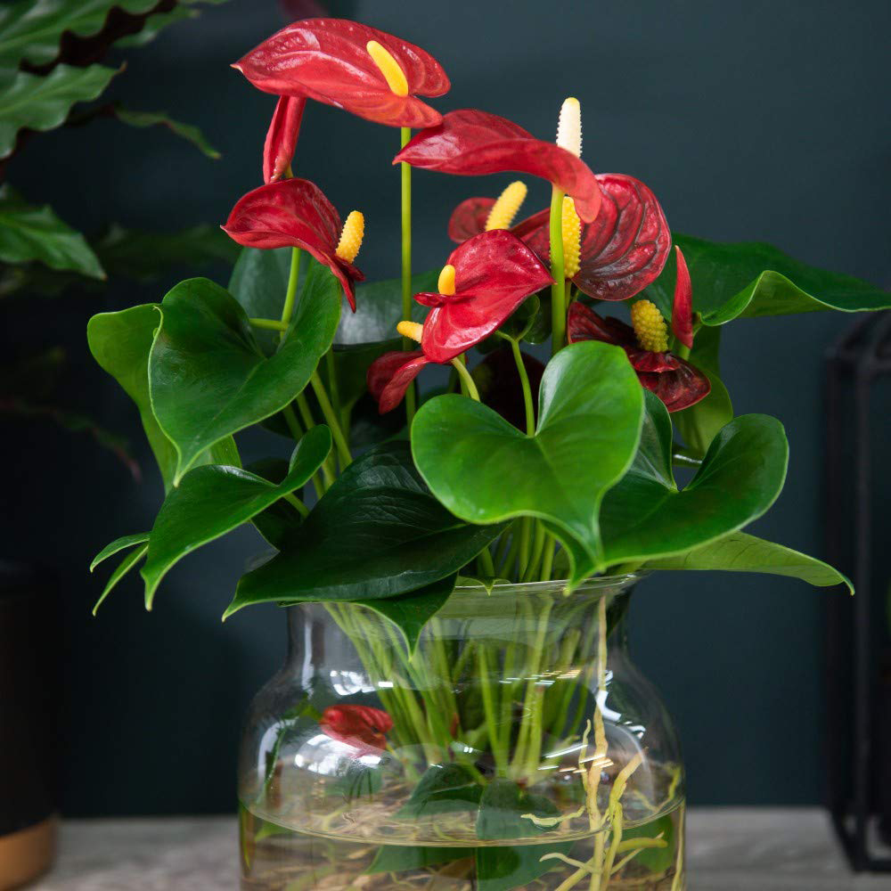 Thompson and Morgan Anthurium Aqua Red in Sierglass Plant Pot 12cm Image 2