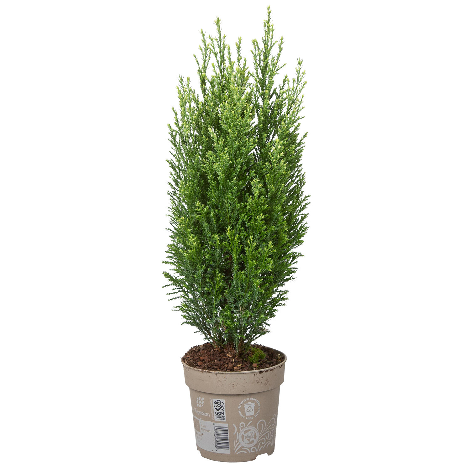 Chamaecyparis Laws Snow White - Snow White Image