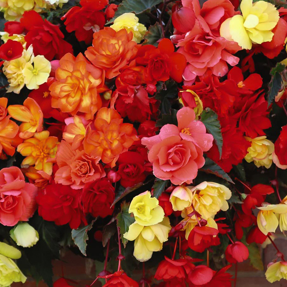 Thompson and Morgan Begonia Illumination Mixed Garden Ready Plant 15 Pack Image 1