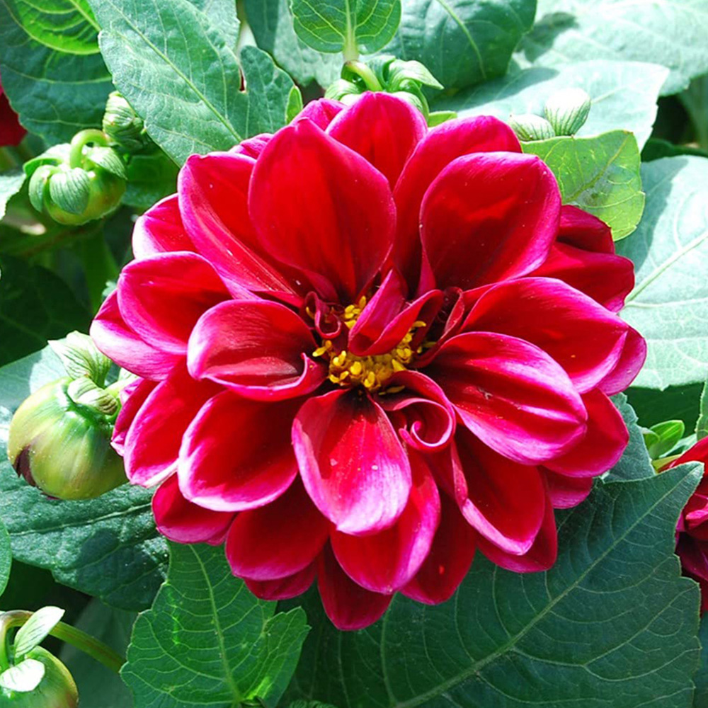 Thompson and Morgan Dahlia Figaro Garden Ready Plant 15 Pack Image 6