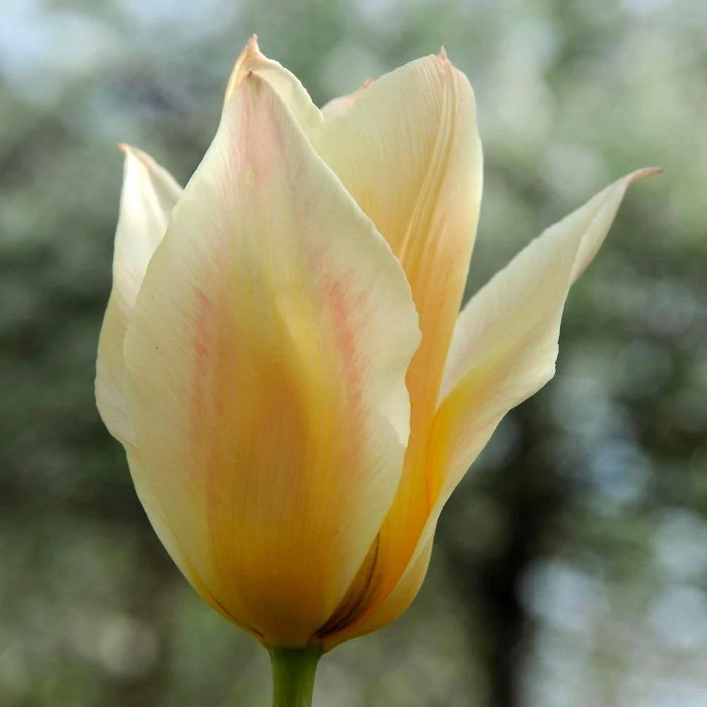 Thompson and Morgan Tulip Fur Elise Planting Bulb 16 Pack Image 5