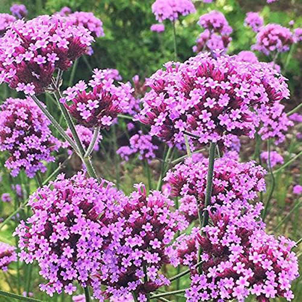 Thompson and Morgan Verbena Buenos Aires Plant Plug 72 Pack Image 5