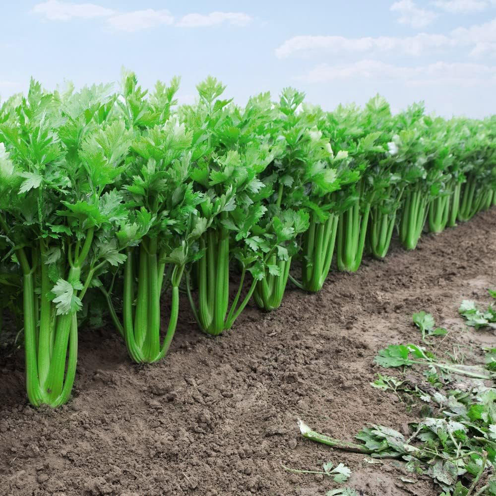 Thompson & Morgan Celery Tango F1 Hybrid Seeds Image 2