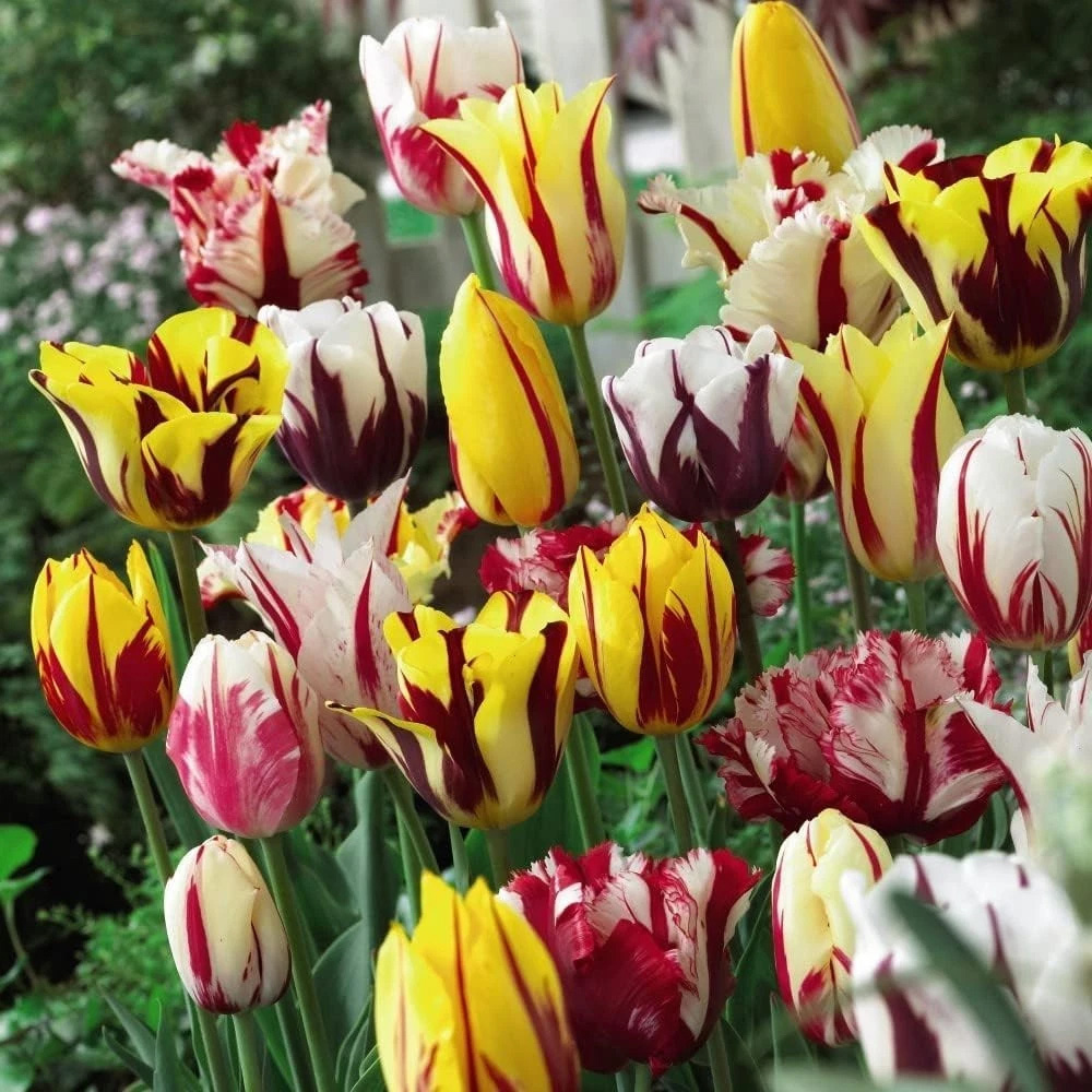Thompson and Morgan Tulip Rembrandt Mixed Planting Bulb 8 Pack Image 4
