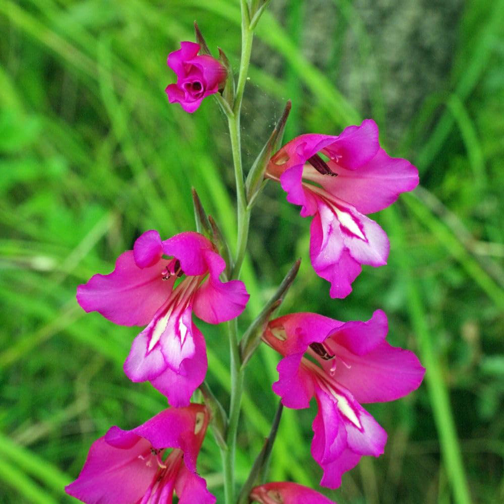 Thompson and Morgan Gladiolus Communis Subsp By Zantinus Planting Bulb 40 Pack Image 2