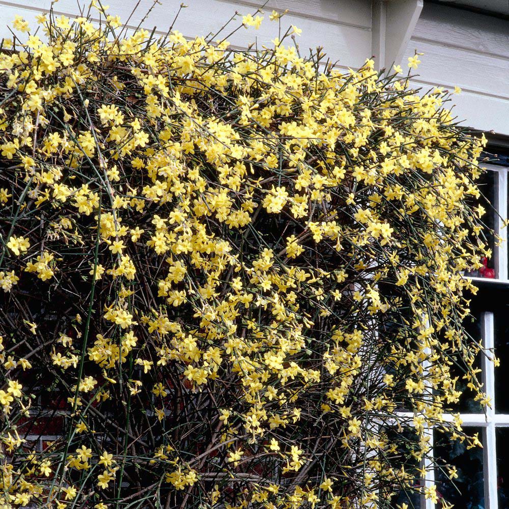 Thompson and Morgan Winter Jasmine Plant Pot 9cm 3 Pack Image 4