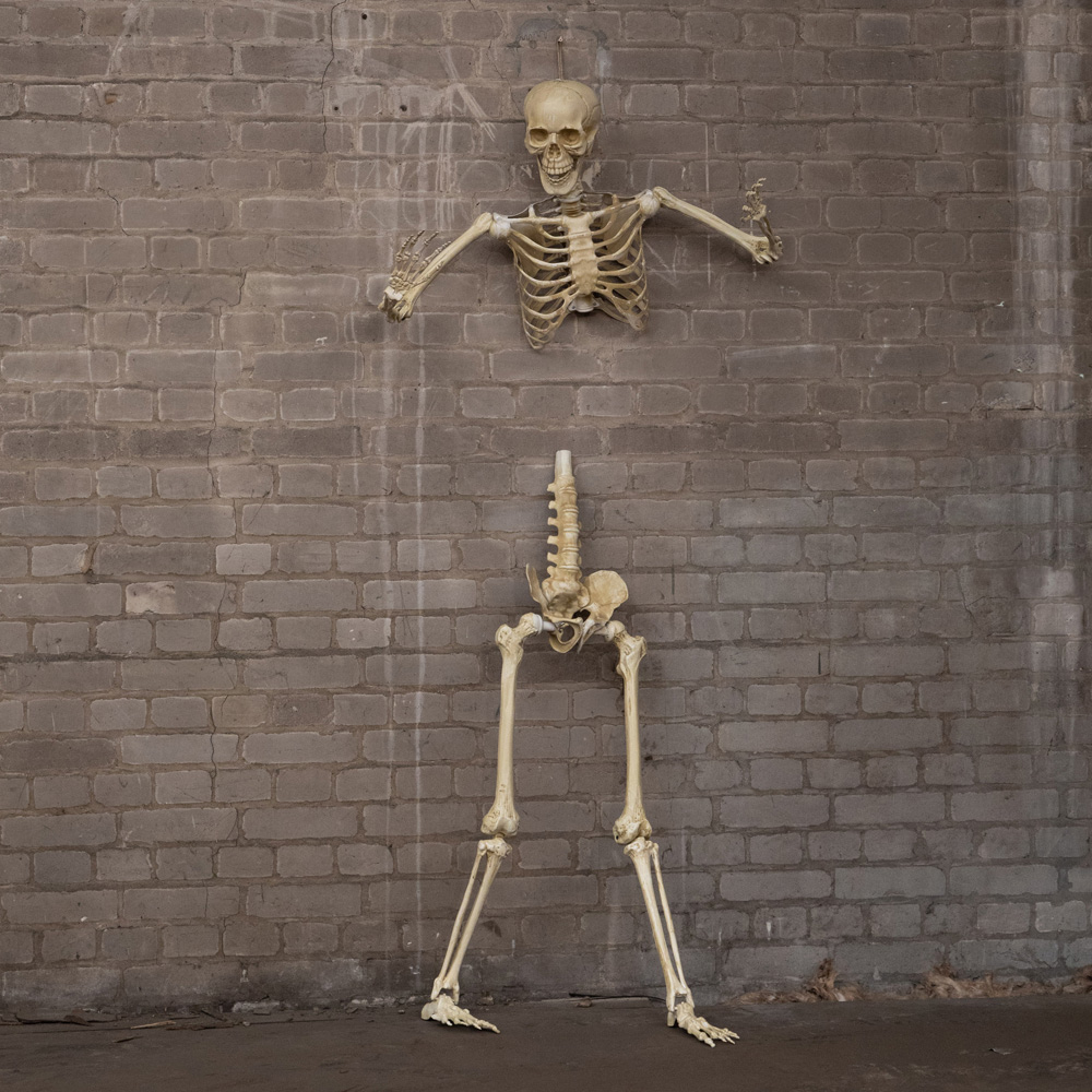 Samuel Alexander Posable Full Body Skeleton Halloween Decoration 5ft Image 4
