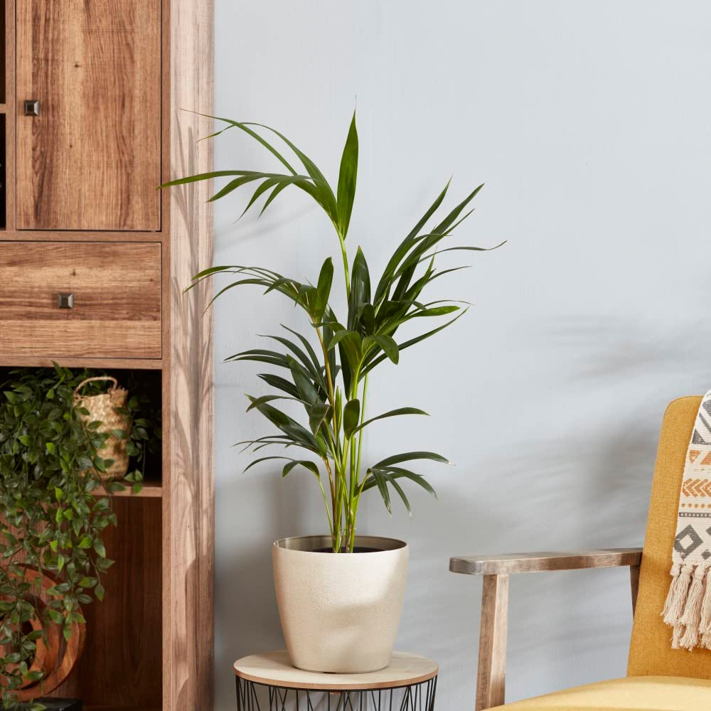 Thompson and Morgan Almost Unkillable Mixed Collection House Plant 3 Pack Image 4