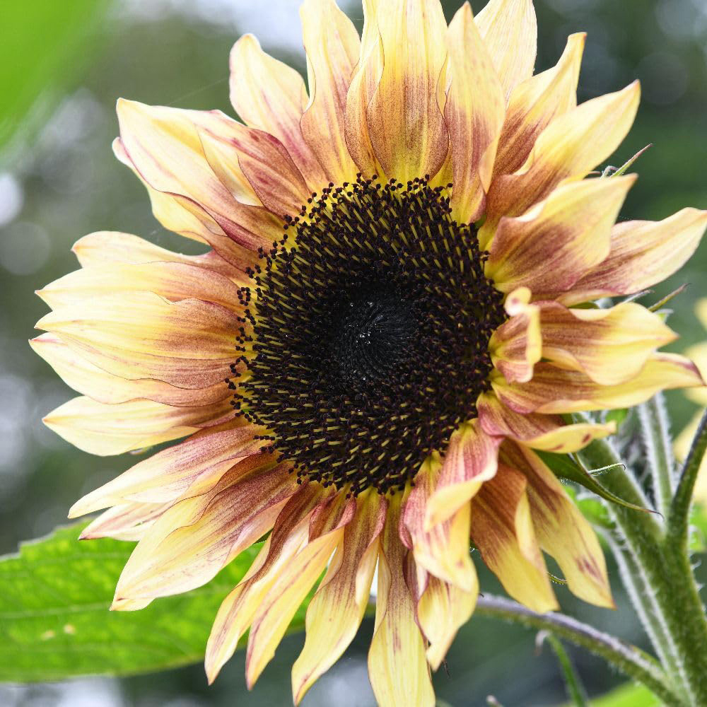 Thompson and Morgan Sunflower Cherry Rose Seed Packet Image 2