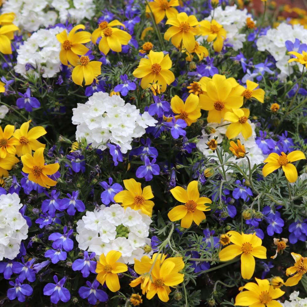 Thompson and Morgan Sherbet Lemon Preplanted Hanging Basket 35cm 2 Pack Image 2
