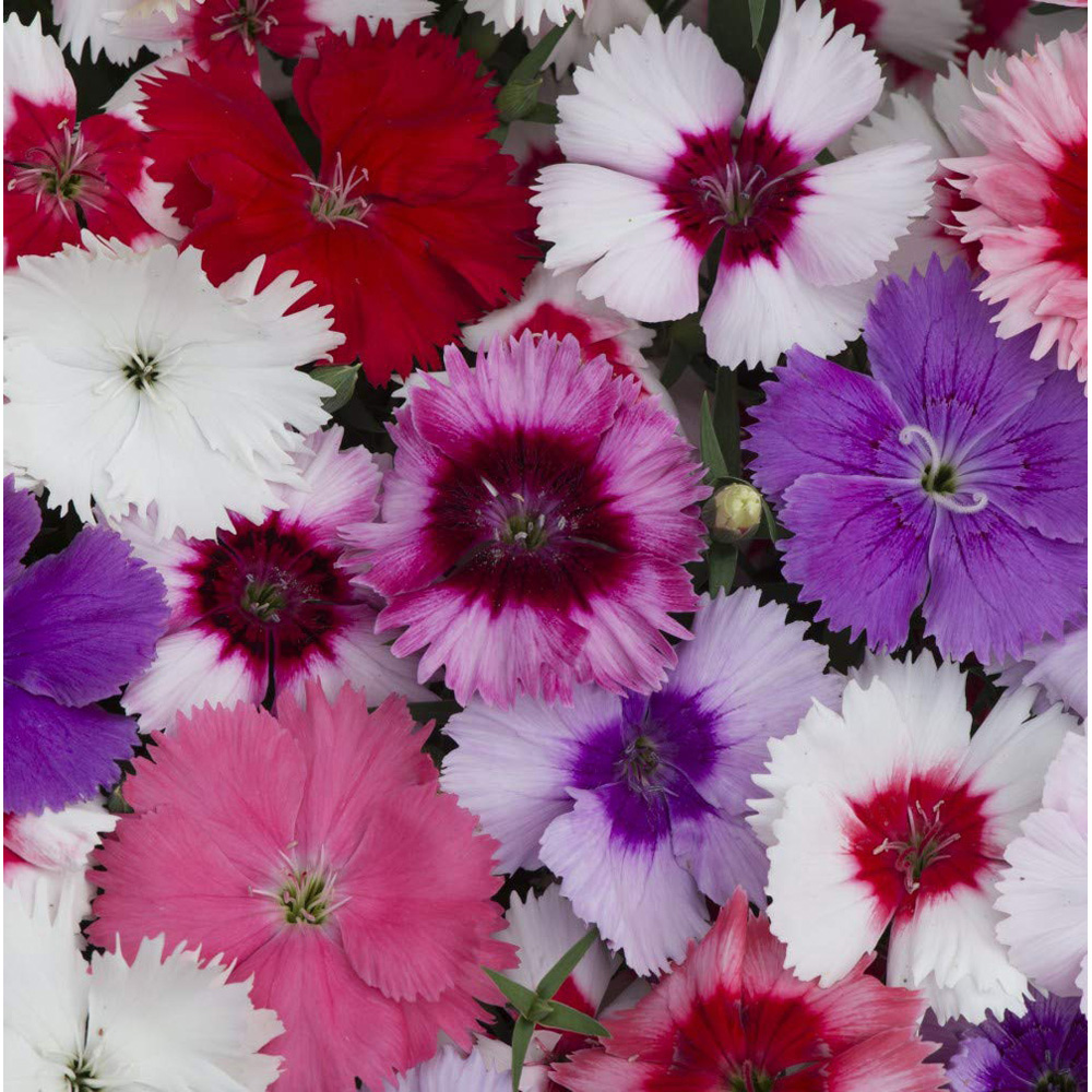 Thompson and Morgan Container Collection Mixed Plant Plug 24 Pack with Flower Seed 5 Pack Image 6