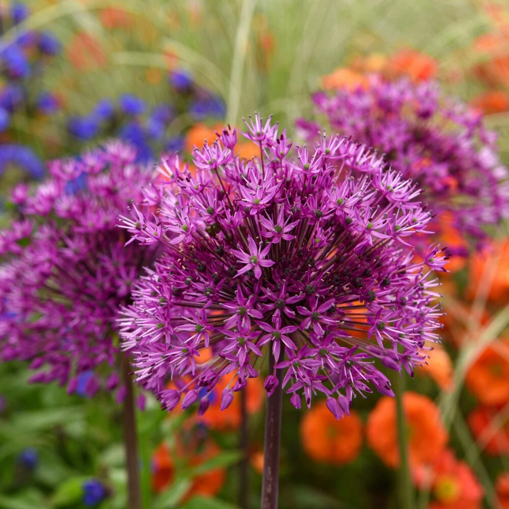 Thompson and Morgan Allium Purple Sensation Planting Bulb 8 Pack Image 2