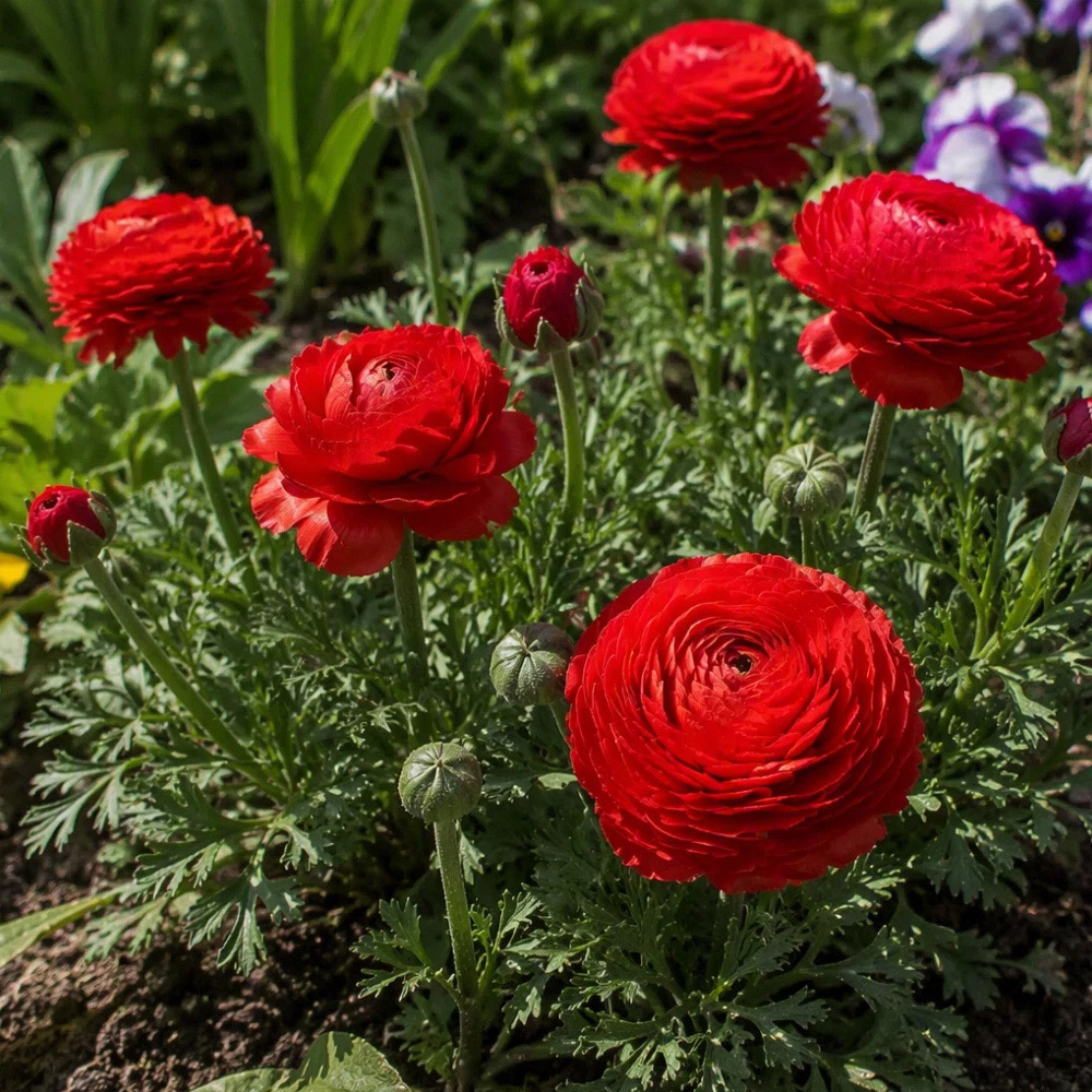 Thompson and Morgan Ranunculus Red Autumn Planting Bulb 32 Pack Image 3