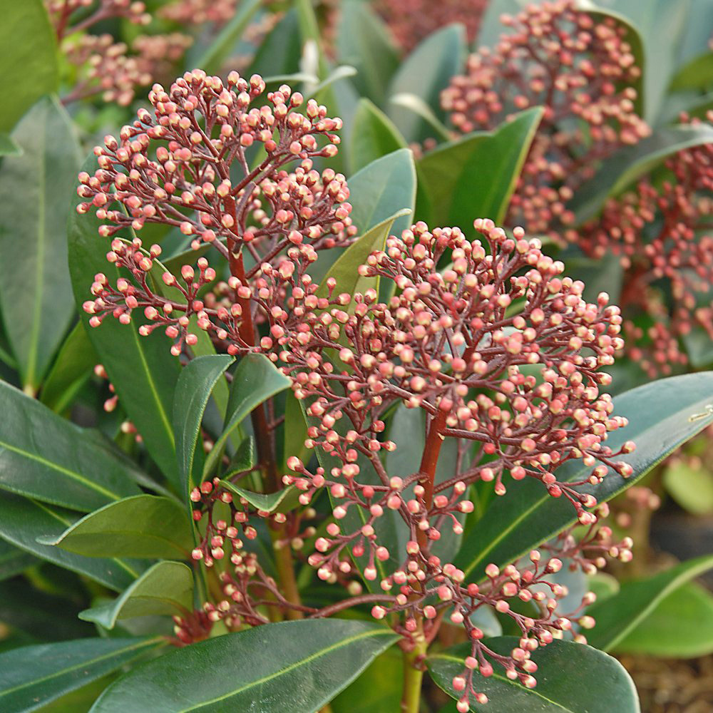 Thompson and Morgan Skimmia Japonica Rubella Plant Pot 9cm Image 4