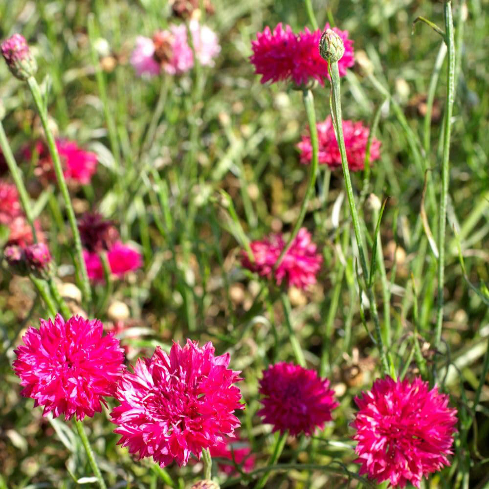Thompson and Morgan Cornflower Red Boy 99P Finished Seed Packet Image 2