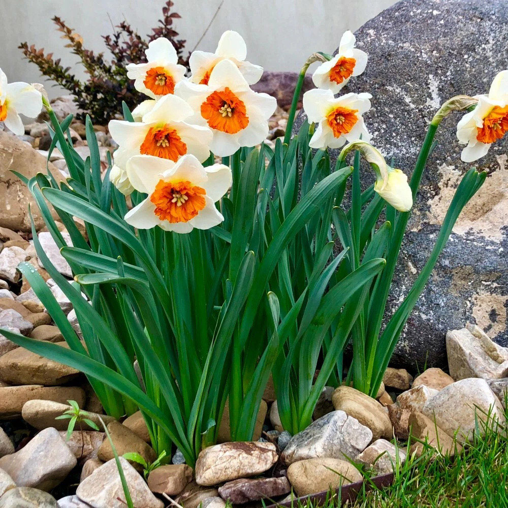 Thompson and Morgan Daffodil Bella Vista Planting Bulb 32 Pack Image 2