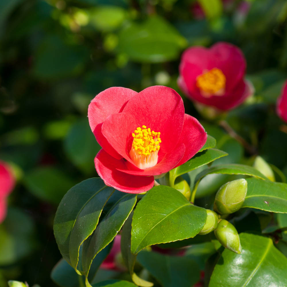 YouGarden Camellia Vernalis Yuletide with Plant Pot 15cm Image 4