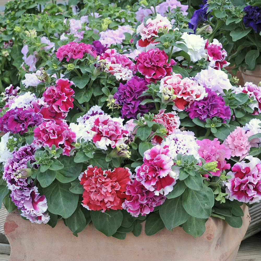 Thompson and Morgan Petunia Double Orchid Flower Mixed Plant Plugs 18 Pack Image 1