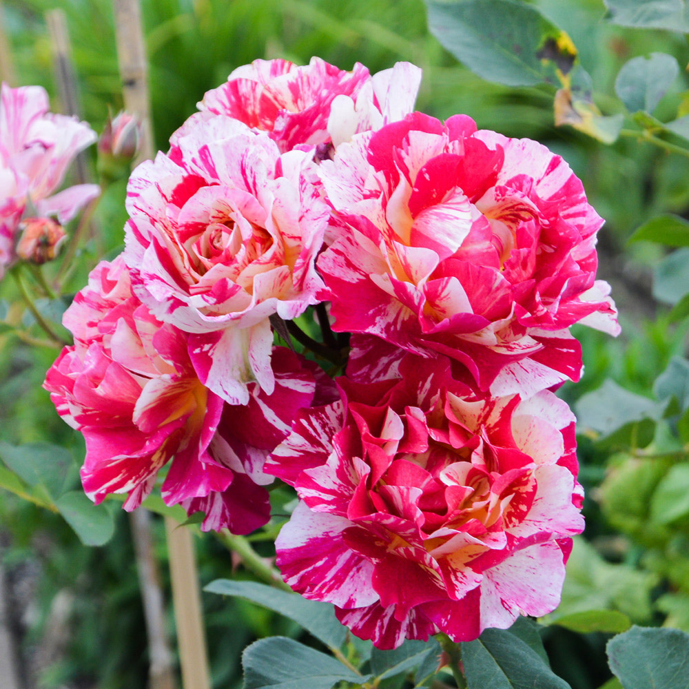YouGarden Ferdinand Pichard Bare Root Rose Image 2