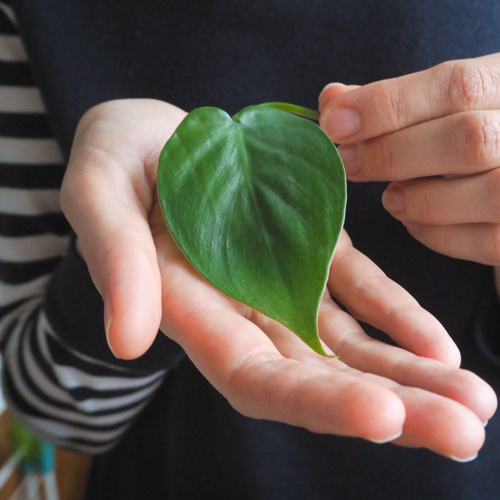 Thompson and Morgan Philodendron Scandens Plant Pot 11cm Image 2