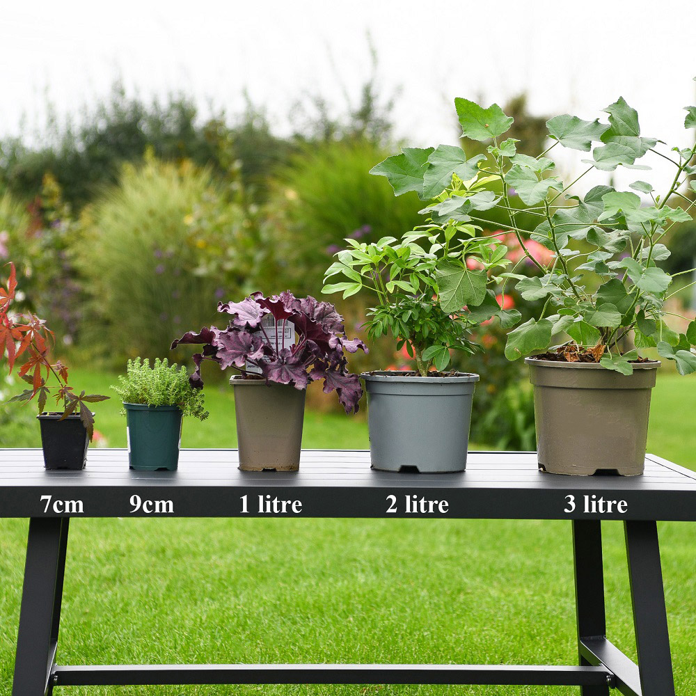 Thompson and Morgan Viburnum Opulus Roseum Hardy Outdoor Plant Pot 3.6L 2 Pack Image 5