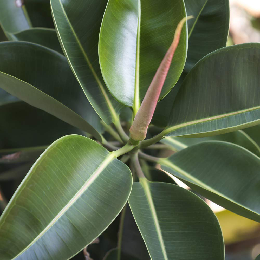 Thompson and Morgan Ficus Indian Rubber Plant Pot 12cm 3 Pack Image 5