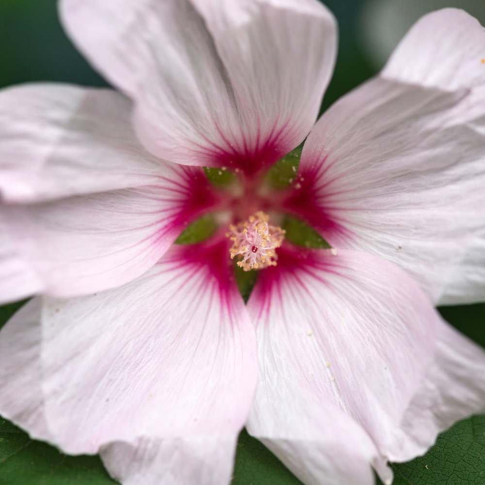 Thompson and Morgan Lavatera Barnsley Baby Plant Pot 9cm 2 Pack Image 3