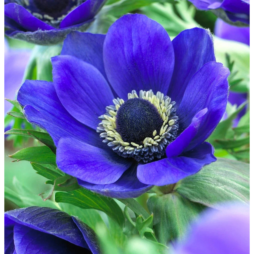 Thompson and Morgan Anemone Mr Fokker Planting Bulb 8 Pack Image 4