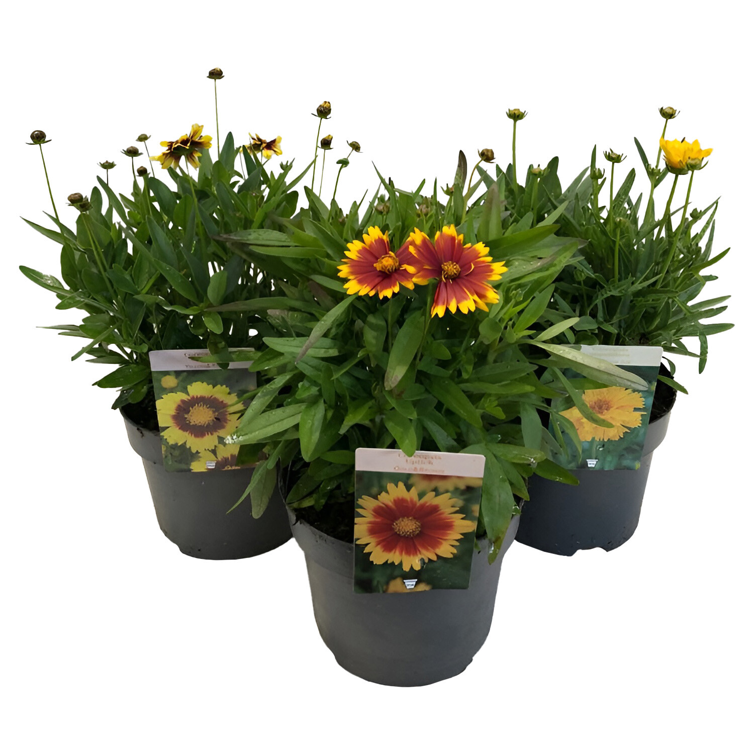 Coreopsis Grandiflora 19cm - Multicolour Image