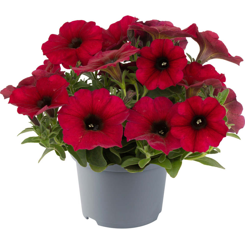 Petunia Raintastic Plant Image 2