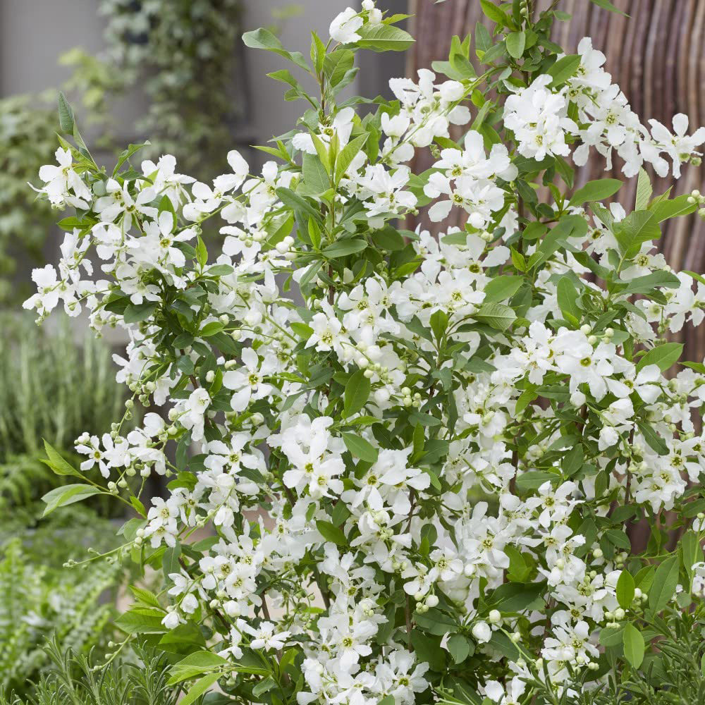 Thompson and Morgan Exochorda Blushing Pearl Potted Plant 9cm Image 5