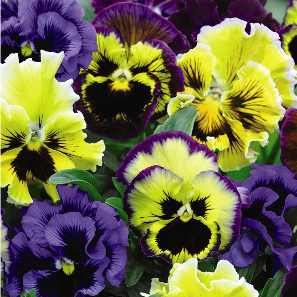 Thompson and Morgan Pansy Frizzle Sizzle Mixed Garden Ready Plant 15 Pack Image 6