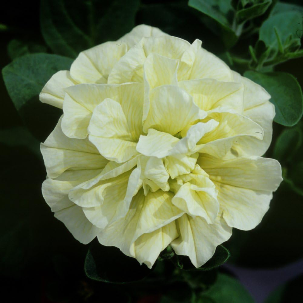 Thompson and Morgan Petunia Tumbelina Frills and Spills Susanna Postiplug Plant 20 Pack Image 4