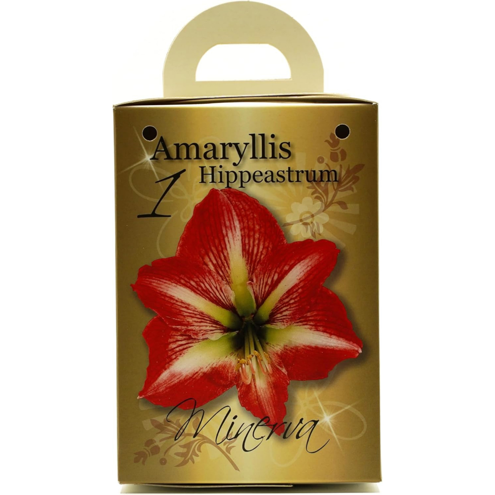 GreenBrokers Red and White Amaryllis Planting Bulb Gift Kit Image 5
