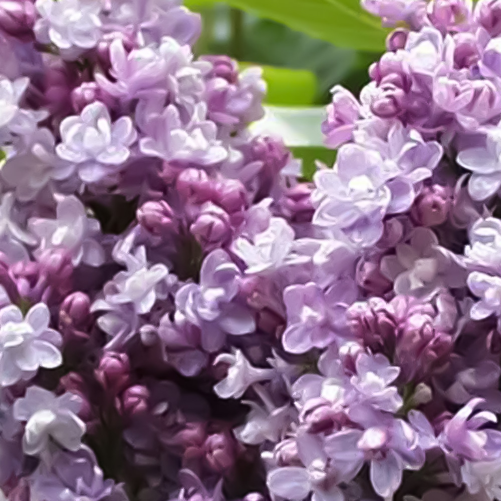 Thompson and Morgan Syringa Duo Collection Plant Pot 9cm 2 Pack Image 2