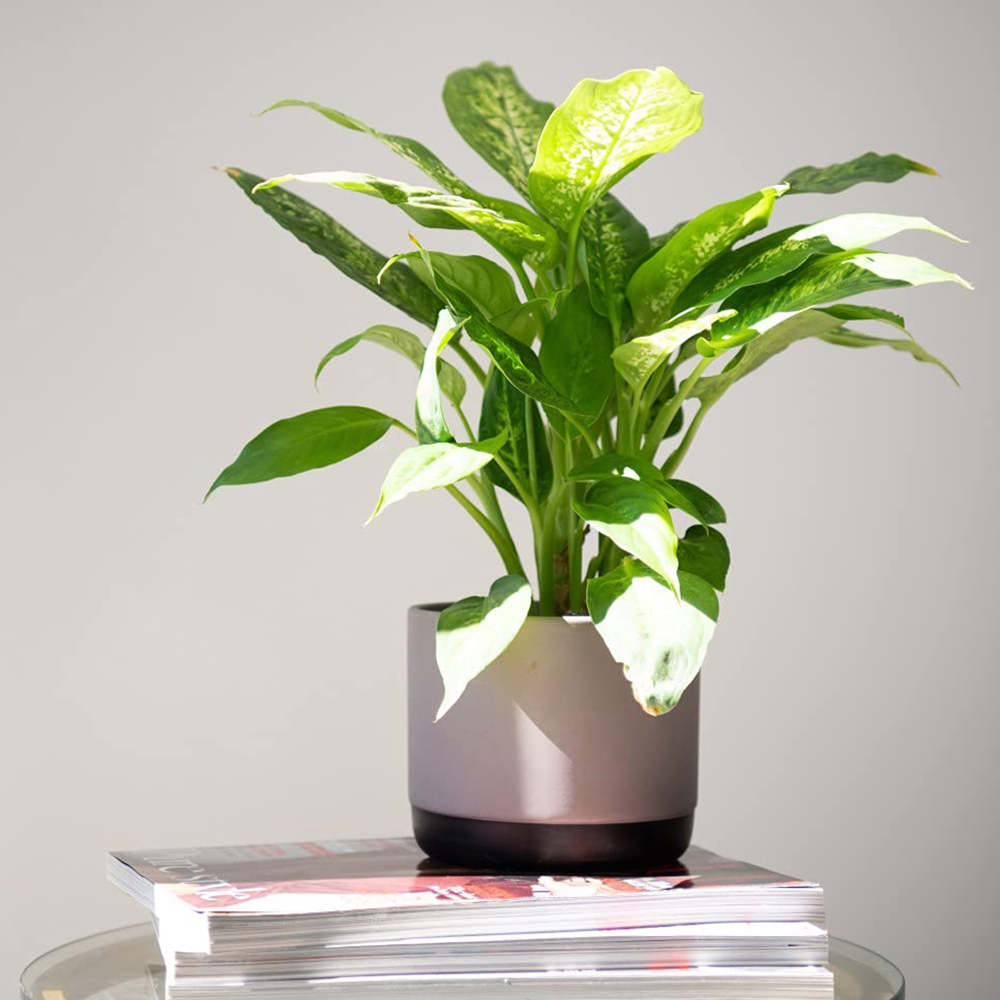 Thompson and Morgan Dieffenbachia Maculata Compacta Potted Plant 12cm Image 5