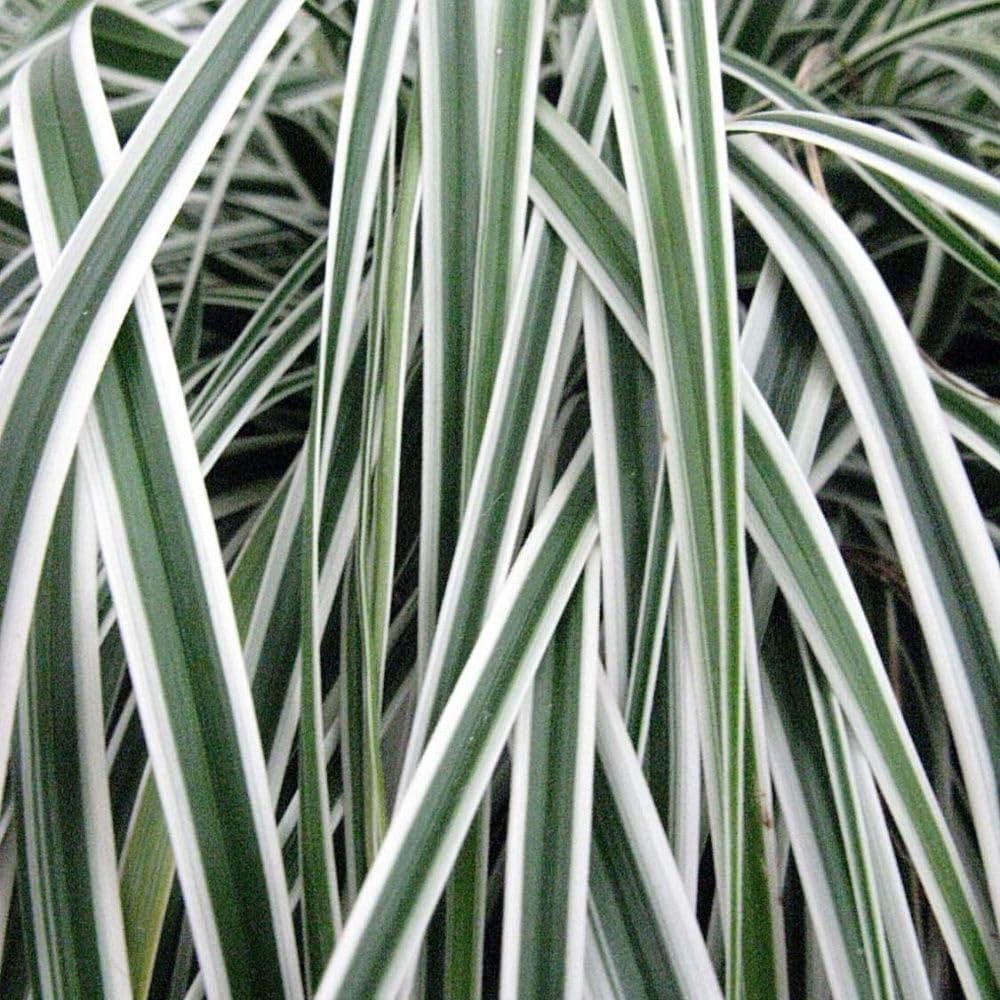 Thompson and Morgan Carex Oshimensis Everest Plant Pot 9cm 3 Pack Image 2