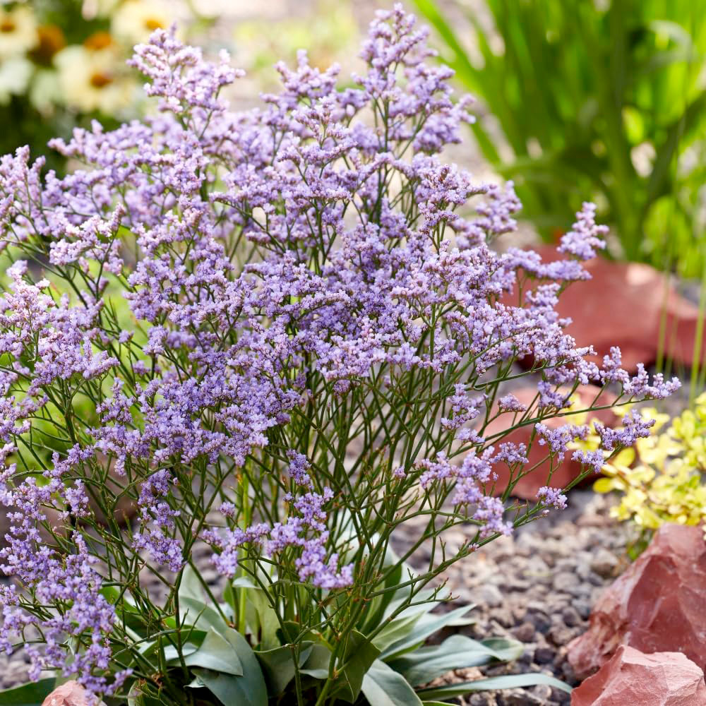 Thompson and Morgan Limonium Gmelinii Dazzle Rocks Plant Pot 2L Image 2