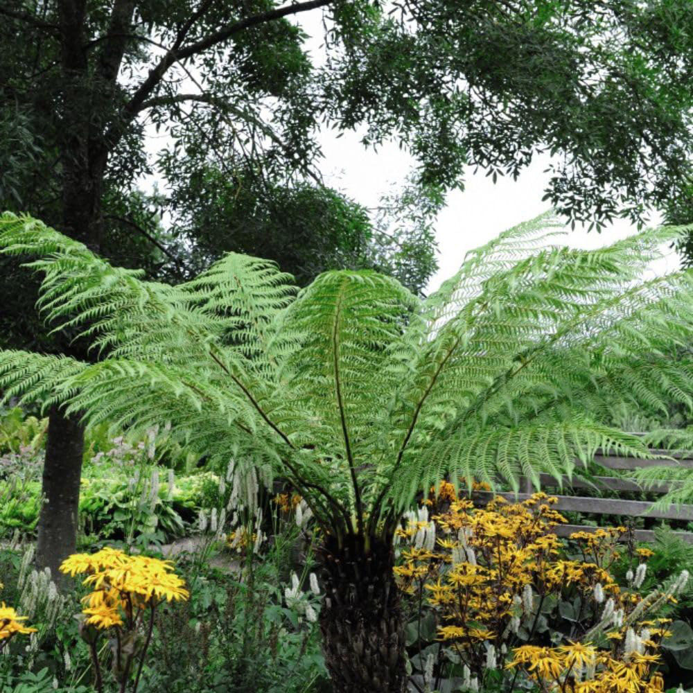 Thompson and Morgan Dicksonia Antarctica Australian Fern Tree 3ft Image 4