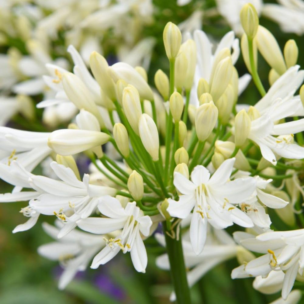 Thompson and Morgan Agapanthus Ever White Plant Pot 2.5L Image 3