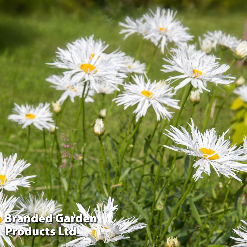 Thompson and Morgan Leucanthemum Crazy Daisy Plant Plugs 12 Pack Image 2