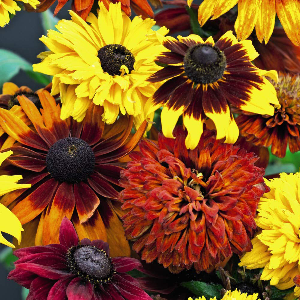 Thompson and Morgan Rudbeckia All Sorts Mixed Plug Plant 12 Pack Image 1