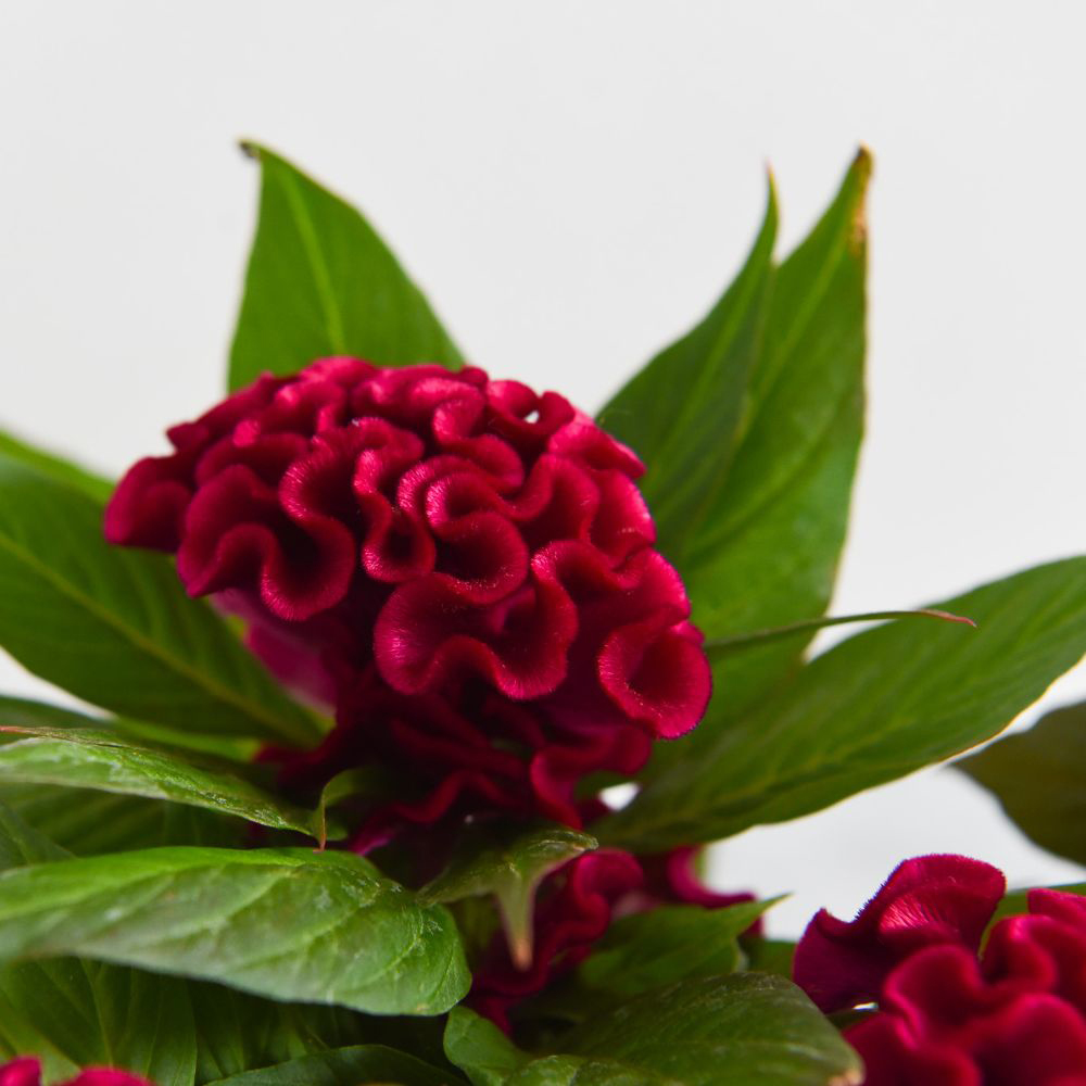 Thompson and Morgan Celosia Hot Topic Mix Potted Plant 2cm 2 Pack Image 2