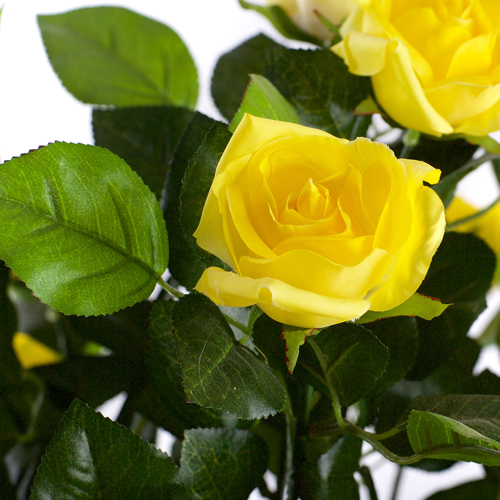 4ft Yellow Rose Plant Image 3
