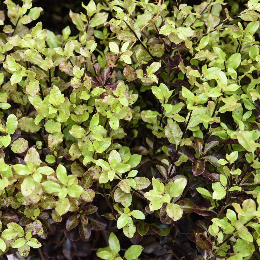 Thompson and Morgan Pittosporum Tenuifolium Tom Thumb Plant Pot 9cm 10 Pack Image 3