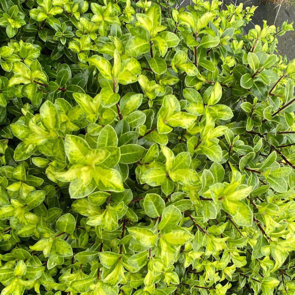 Thompson and Morgan Pittosporum Tenuifolium Golden Ball Plant Pot 9cm Image 2